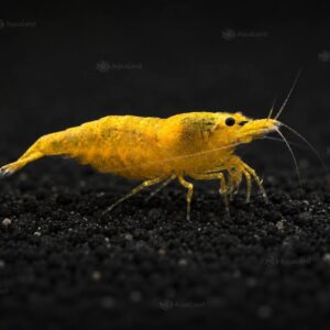 Yellow Fire Shrimp XL High Grade (Neocaridina davidi)