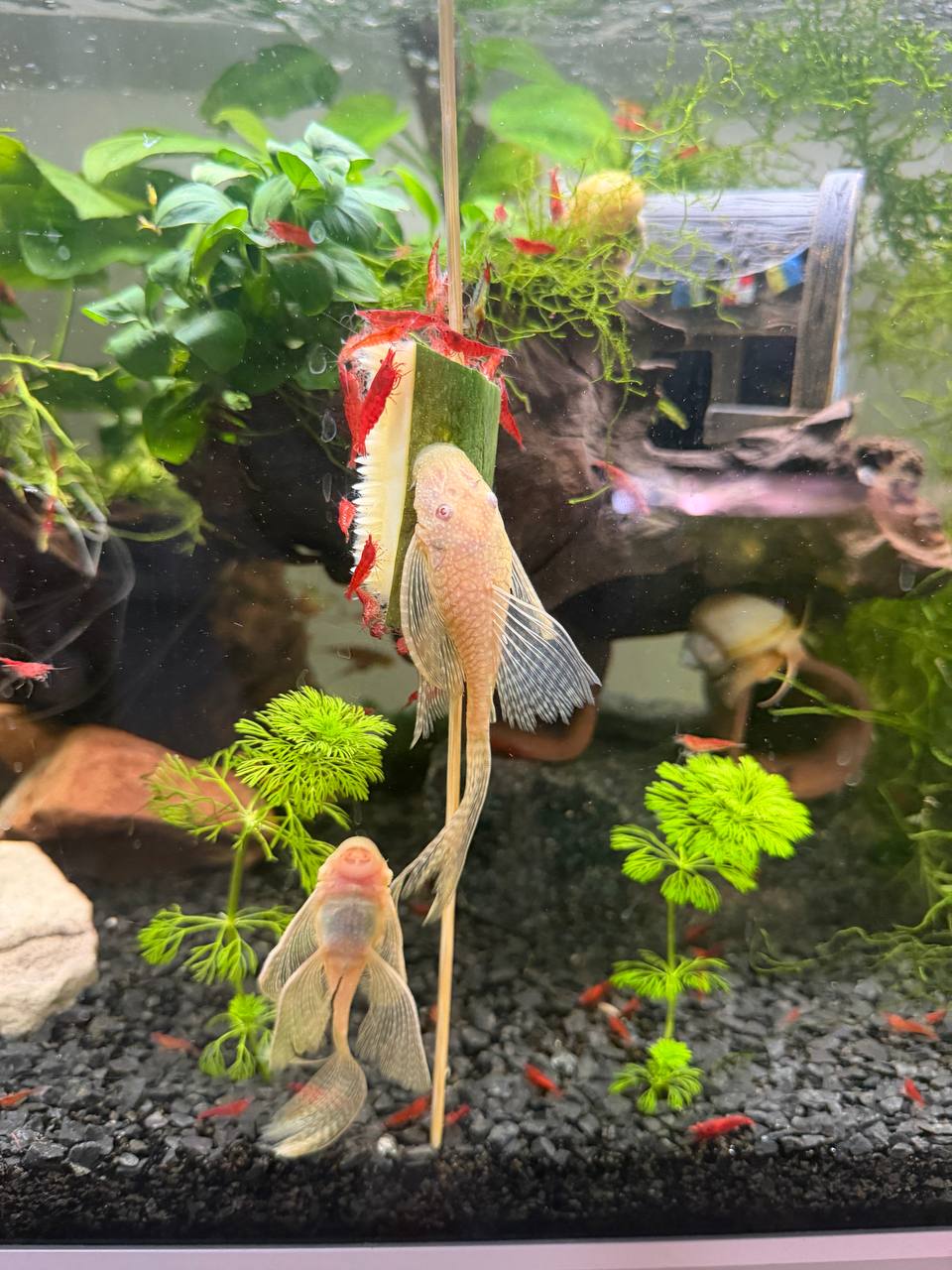 Albino Ancistrus Longfin L144 eksklusiv sugemalle 1-3 cm i akvarie