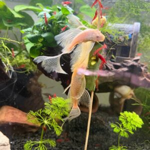 Albino Ancistrus Longfin L144 eksklusiv sugemalle 1-3 cm i akvarie
