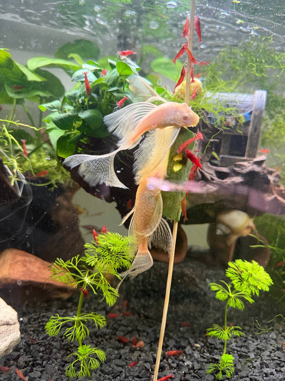 Albino Ancistrus Longfin L144 eksklusiv sugemalle 1-3 cm i akvarie