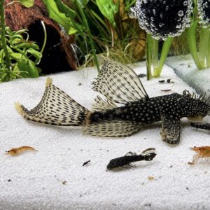 Sort Ancistrus Longfin pleco i lyst sandakvarium med planter og rejer