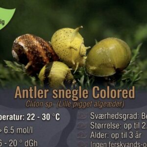 Antler Snegle Colored algesnegl hos Aqualand