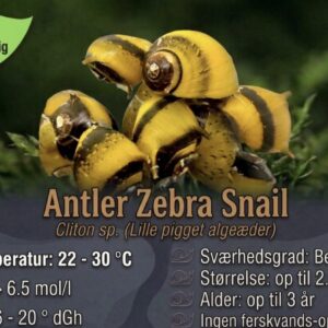 Antler Zebra Snail til ferskvandsakvarium hos Aqualand