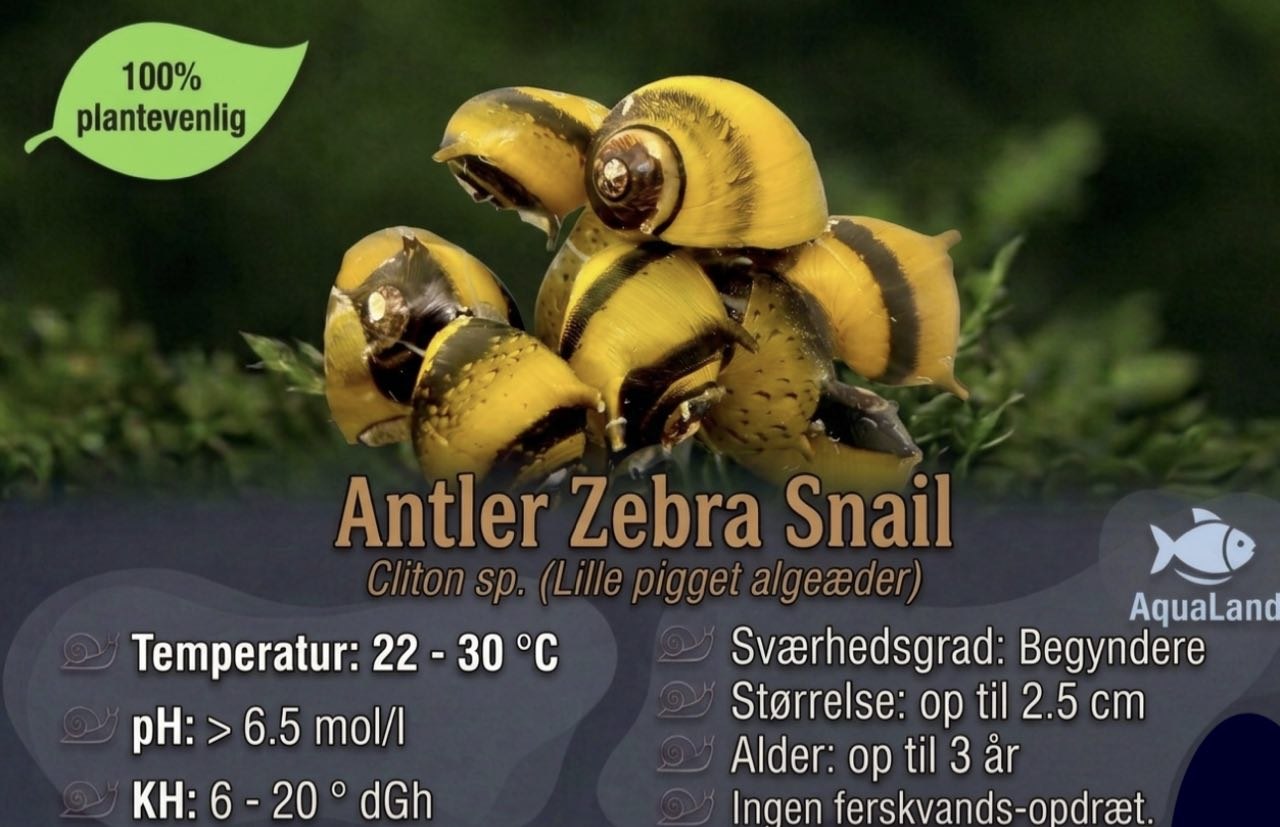 Antler Zebra Snail til ferskvandsakvarium hos Aqualand