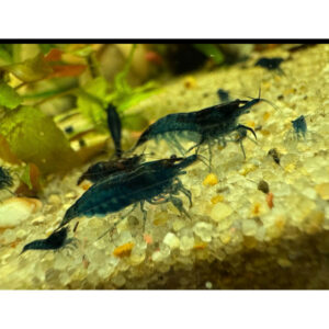 XL mørkeblå Neocaridina reje 2-3 cm i planteakvarium