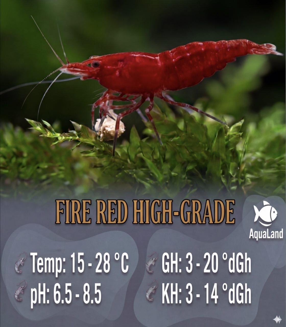 Fire Red High-Grade Reje til ferskvandsakvarium hos Aqualand