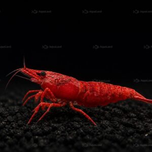 Fire Red High-Grade Reje til ferskvandsakvarium hos Aqualand