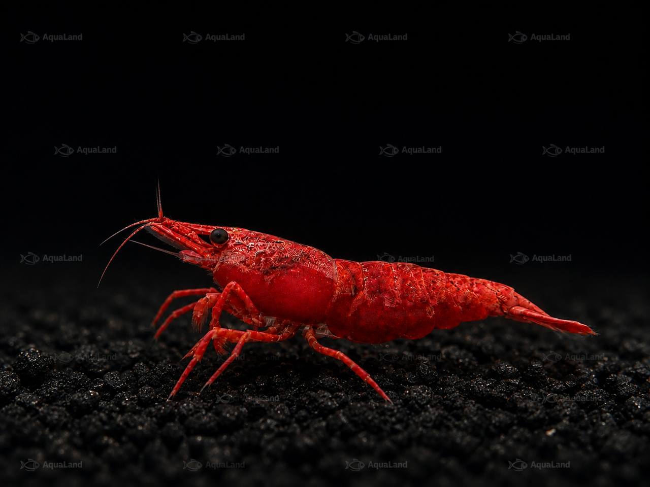 Fire Red High-Grade Reje til ferskvandsakvarium hos Aqualand