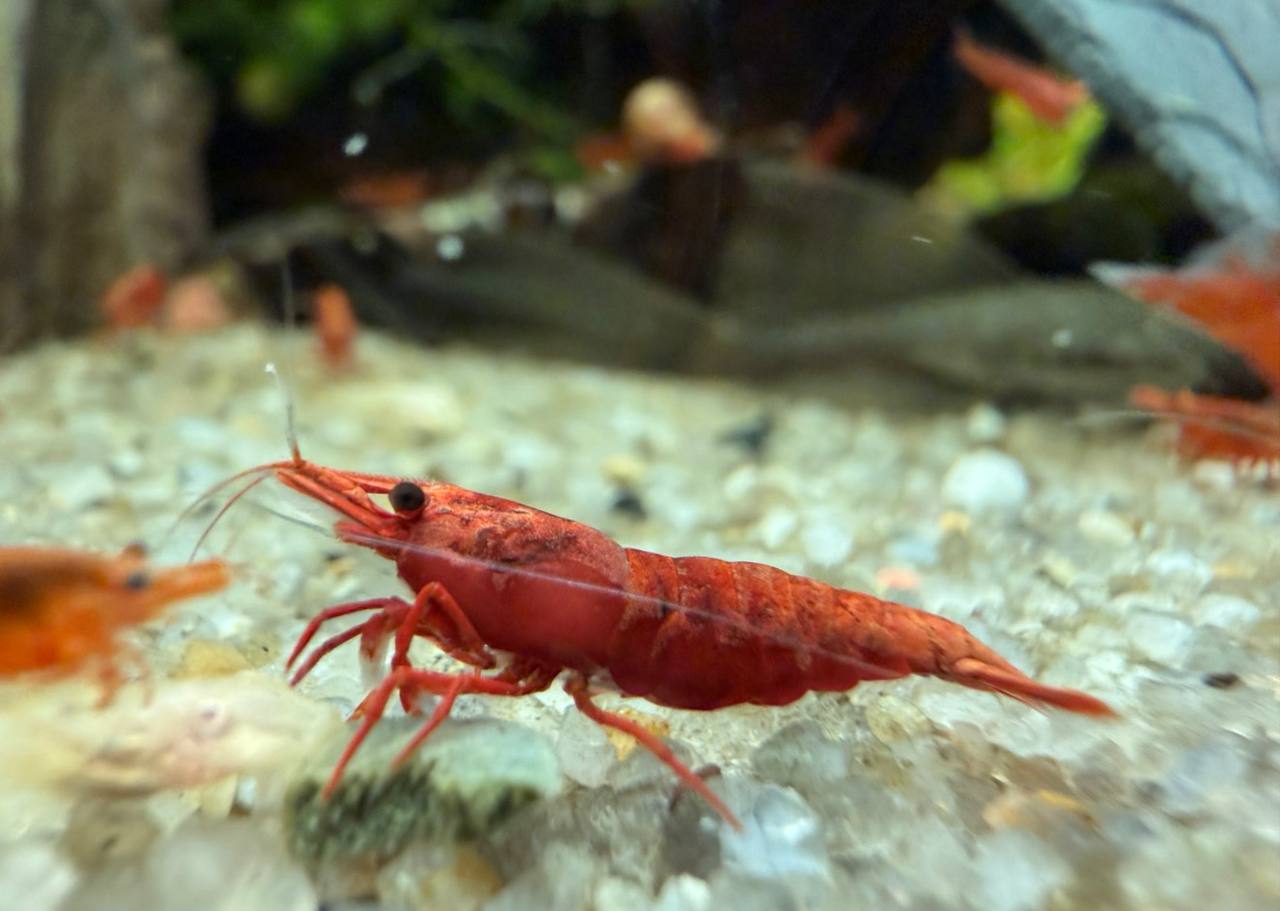 Fire Red High-Grade Reje til ferskvandsakvarium hos Aqualand