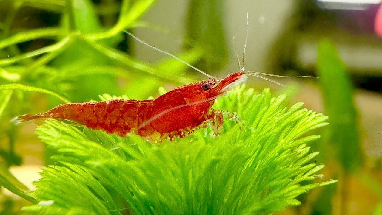 Fire Red High-Grade Reje til ferskvandsakvarium hos Aqualand