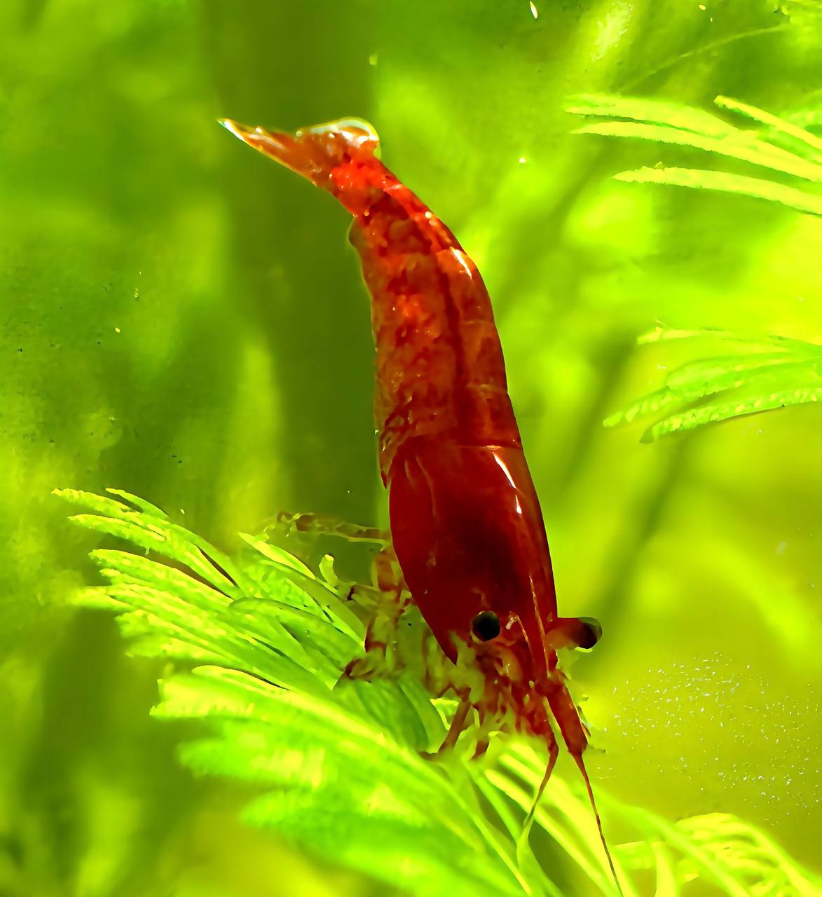 Fire Red High-Grade Reje til ferskvandsakvarium hos Aqualand