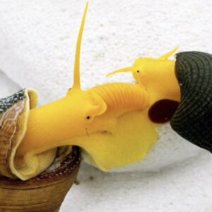 Gul Elefantsnegl Rabbit Snail i ferskvandsakvarium