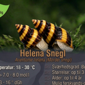 Helena Snegl til naturlig bekæmpelse af små snegle hos Aqualand