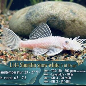 L144 Snow White Sugemalle Shortfin voksen adult kønsbestemte