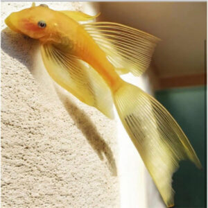 L144 Lemon Sugemalle Longfin gul variant i akvarie