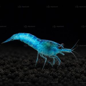 Lyseblå Neocaridina reje i planteakvariumv