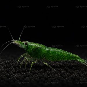 Lysegrøn Green Jade Neocaridina rejer i ferskvandsakvarium