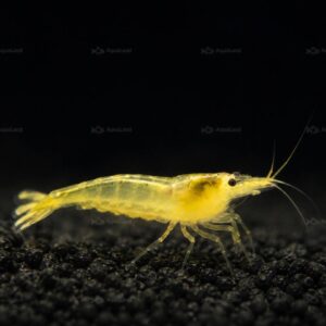 Yellow Shrimp Medium Grade reje til akvarium hos Aqualand