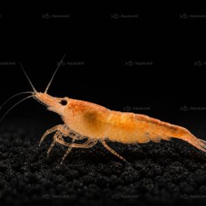 Orange Shrimp Low Grade til ferskvandsakvarium hos Aqualand