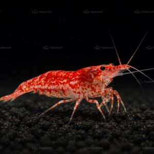 Fire Red Medium-Grade Reje til ferskvandsakvarium hos Aqualand