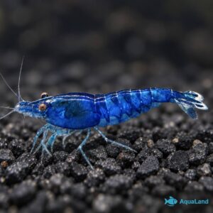 Blue Dream rejer Medium Grade Lyseblå Neocaridina davidi ferskvandsrejer
