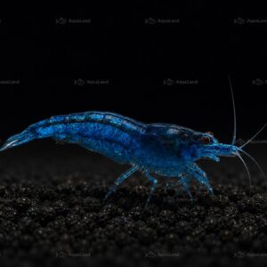 Mørkeblå Neocaridina reje i ferskvandsakvarium med planter
