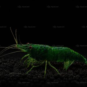 Mørkegrøn Green Jade Neocaridina reje i planteakvarium