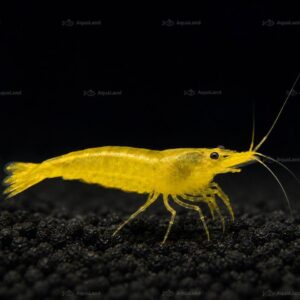 Yellow Fire Shrimp High Grade til planteakvarium hos Aqualand
