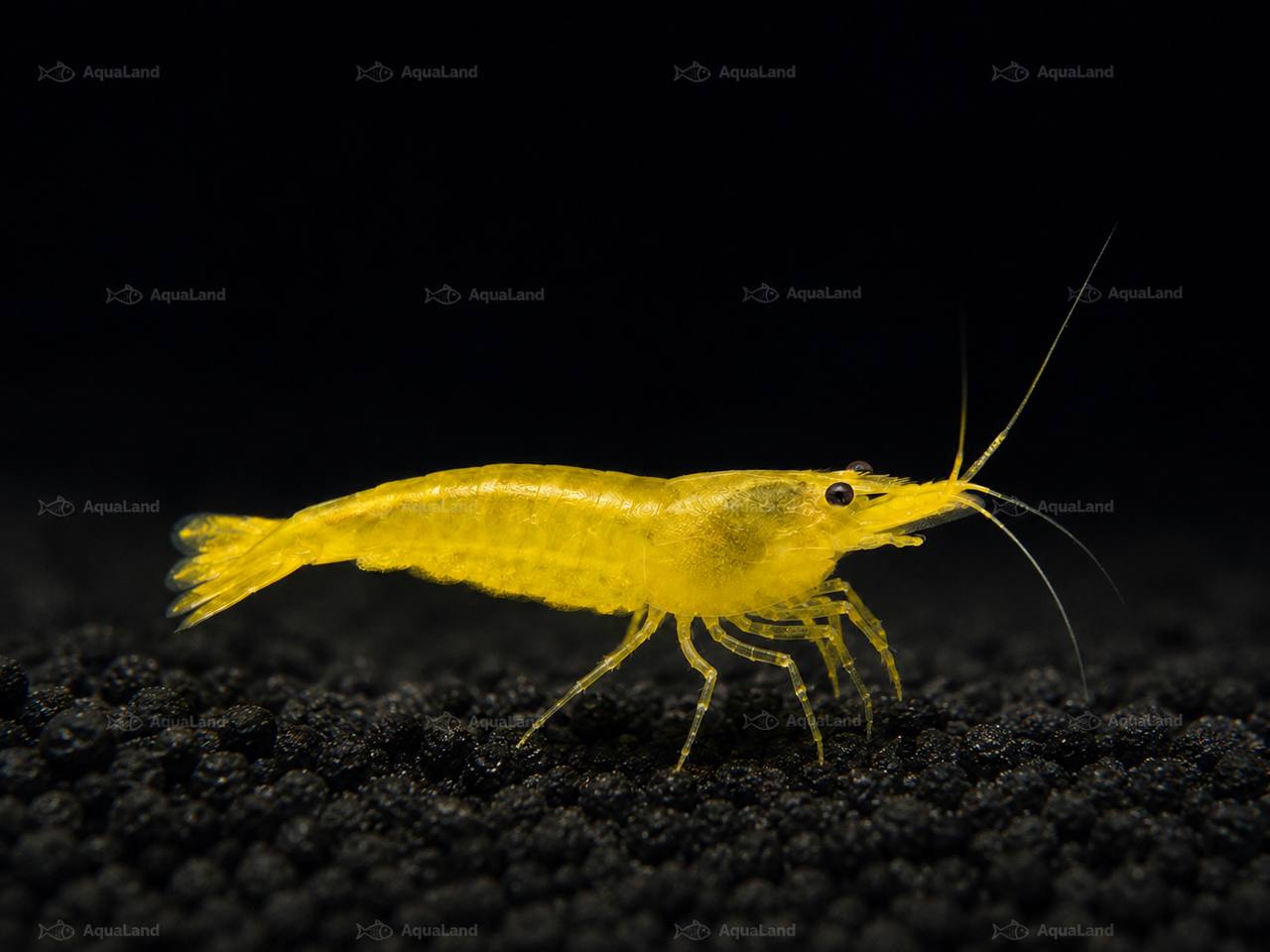 Yellow Fire Shrimp High Grade til planteakvarium hos Aqualand