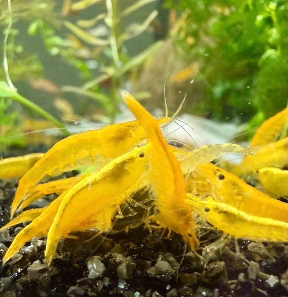 Yellow Fire Shrimp High Grade til planteakvarium hos Aqualand