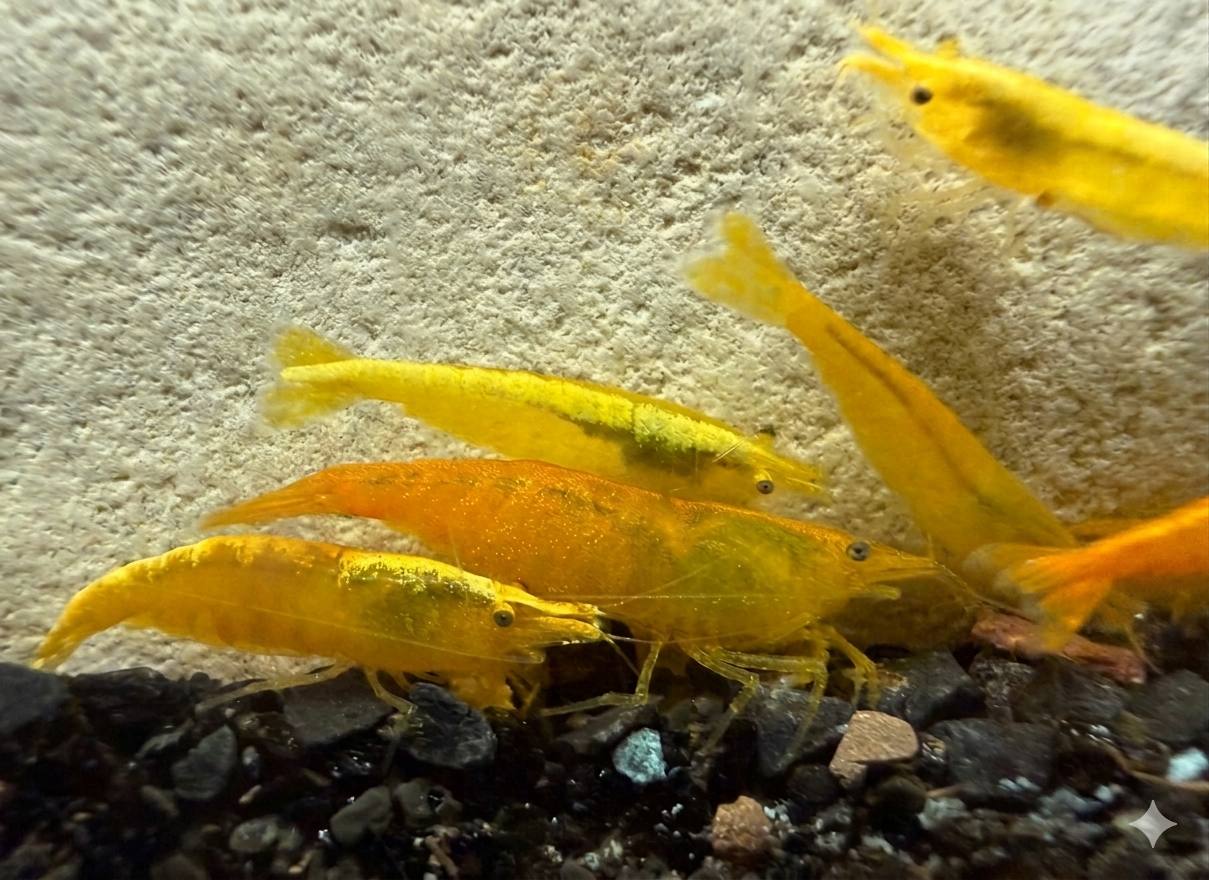 Yellow Fire Shrimp High Grade til planteakvarium hos Aqualand