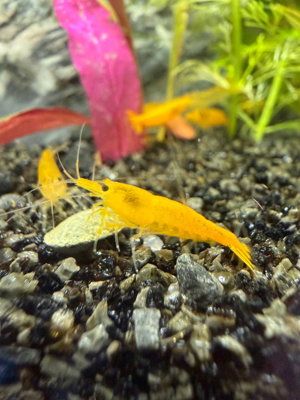 Yellow Fire Shrimp High Grade til planteakvarium hos Aqualand