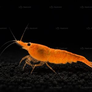 Orange Shrimp High Grade reje til akvarium hos Aqualand