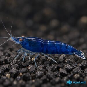 Blue Dream rejer High Grade mørkeblå Neocaridina davidi ferskvandsrejer