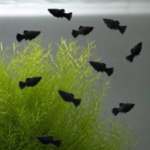 Sort Black Molly fisk i planteakvarium med grønne planter