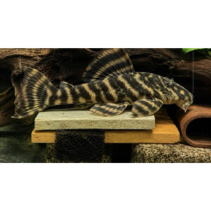 Voksen L15 pleco på trærødder i naturligt ferskvandsakvarium
