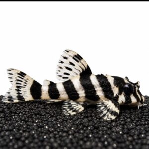 L134 Leopard Frog Pleco White Variant Peckoltia compta med lys hvid cremefarvet grundfarve og sorte striber