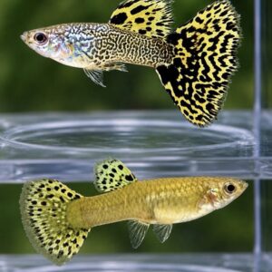 Yellow Cobra Guppy med gule og sorte cobra-mønstre hos Aqualand