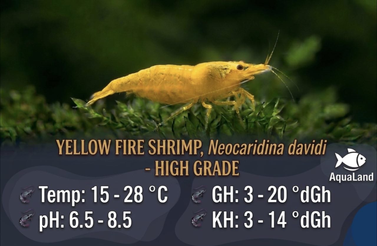 Yellow Fire Shrimp High Grade til planteakvarium hos Aqualand
