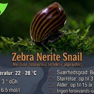 Zebra Nerite Snail Large algesnegl til akvarium hos Aqualand