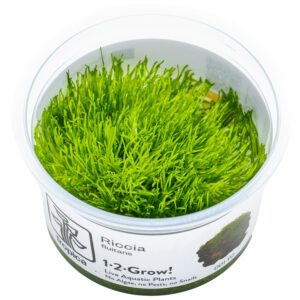 Riccia fluitans TC flydeplante og mos til akvarium