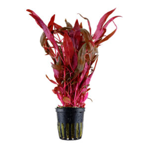 Alternanthera reineckii Pink akvarieplante med røde og pink blade