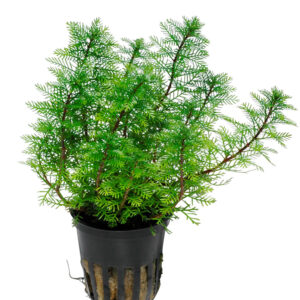 Myriophyllum mattogrossense akvarieplante med fine lysegrønne fjerblade i baggrunden af akvariet