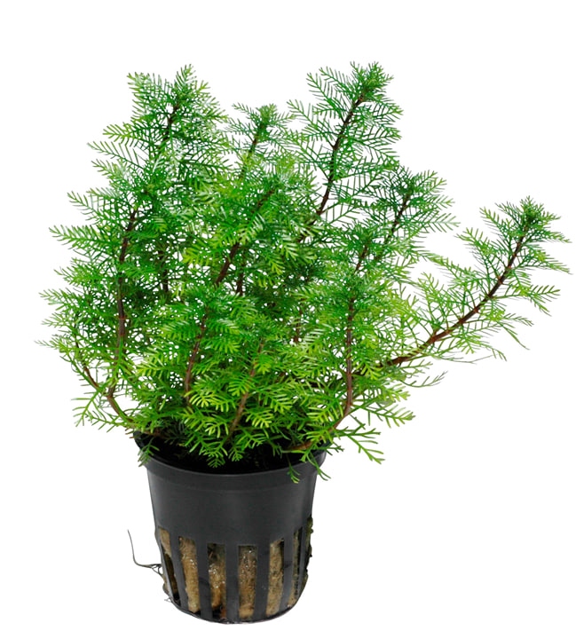 Myriophyllum mattogrossense akvarieplante med fine lysegrønne fjerblade i baggrunden af akvariet