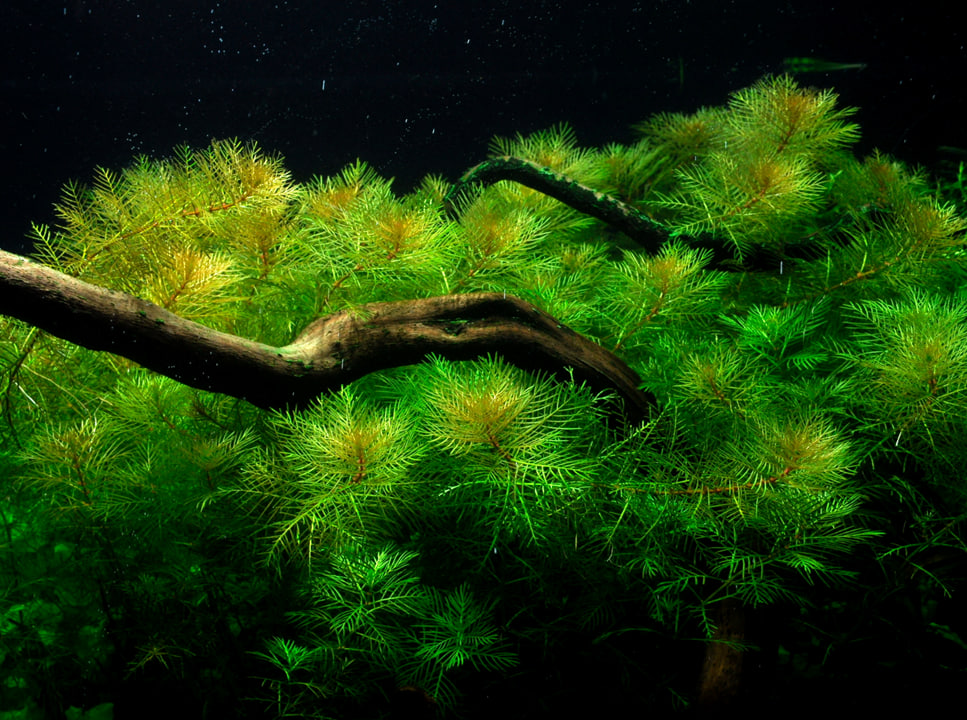 Myriophyllum mattogrossense akvarieplante med fine lysegrønne fjerblade i baggrunden af akvariet