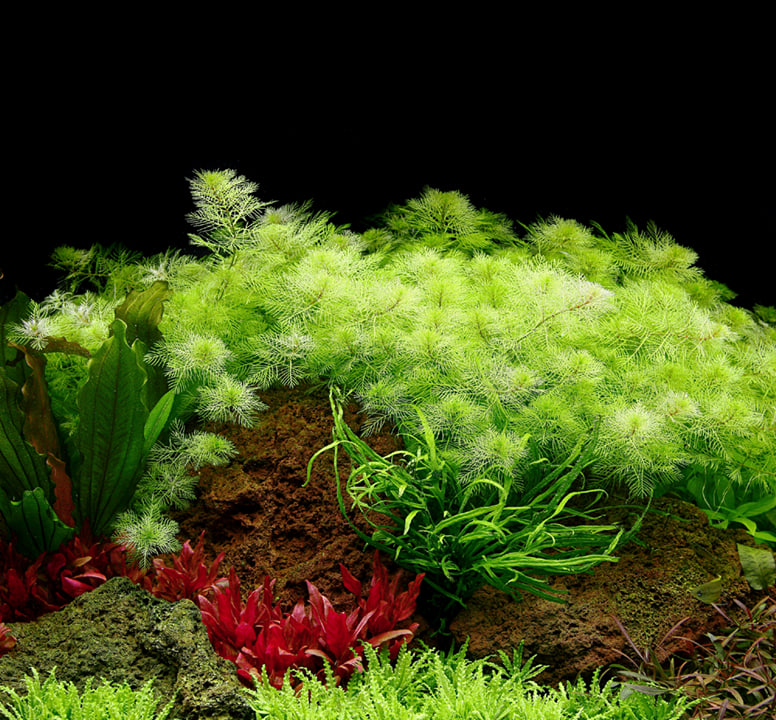 Myriophyllum mattogrossense akvarieplante med fine lysegrønne fjerblade i baggrunden af akvariet