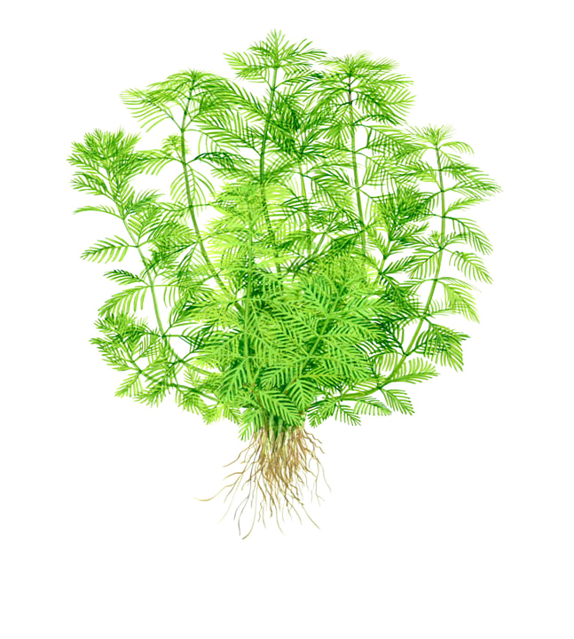 Myriophyllum mattogrossense akvarieplante med fine lysegrønne fjerblade i baggrunden af akvariet