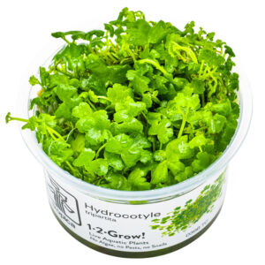 Alt Tekst til billede: Hydrocotyle tripartita Japan TC tæppeplante til akvarium