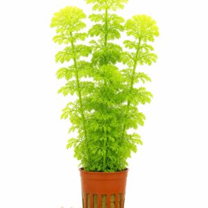 Stor Limnophila sessiliflora fra eget opdræt i planteakvarium