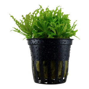 Pogostemon helferi akvarieplante med krøllede grønne blade